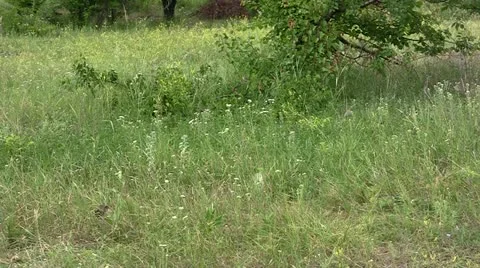 Sparrows Stock Footage 11270532