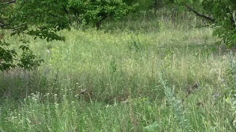 Sparrows Stock Footage 11270533