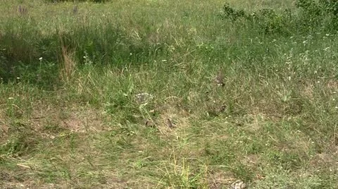 Sparrows Video stock 11270535