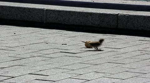 Sparrows Stock Footage 11459953