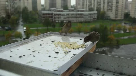 Sparrows Stock Footage 12165919