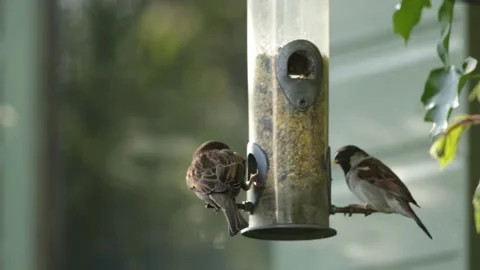 Sparrows Stock Footage 131093680