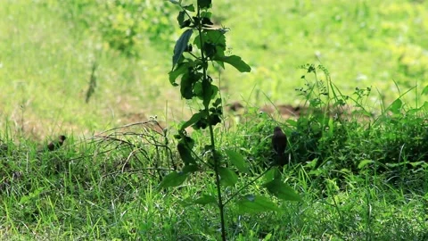 Sparrows Stock Footage 196677135