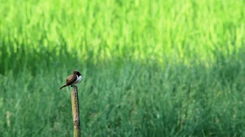 Sparrows Stock Footage 196677617