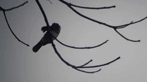 Sparrows Stock Footage 220751946