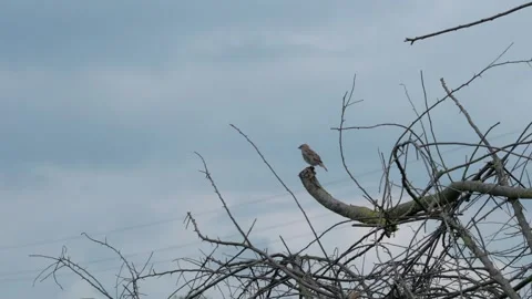 Sparrows Stock Footage 322776146