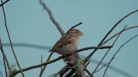 Sparrows Stock Footage 322776482