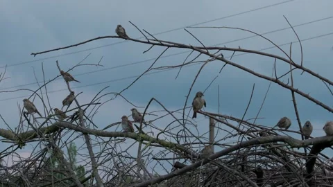 Sparrows Stock Footage 322776533