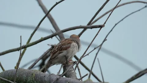 Sparrows Stock Footage 322776885