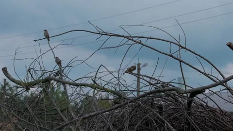 Sparrows Stock Footage 322776959