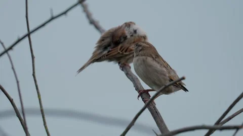 Sparrows Stock Footage 322777196