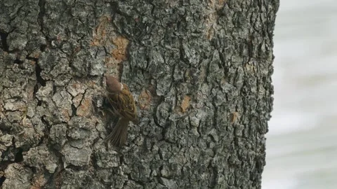 Sparrows forage for food found in tree bark. Slow motion video Video stock 332116312