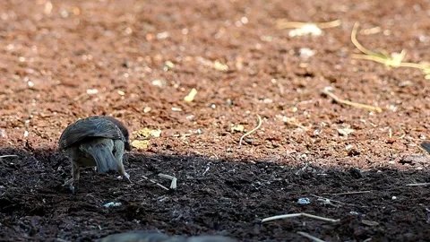 Sparrows Foraging and Panting to Regulate Heat on a Scorching Summer Day,4K, 02 Stock Footage 340706095