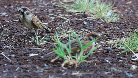 Sparrows Foraging and Panting to Regulate Heat on a Scorching Summer Day,4K, 01 Stock Footage 340706707