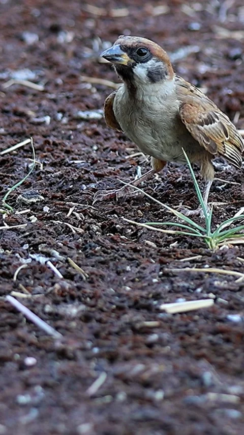 Sparrows Foraging and Panting to Regulate Heat on a Scorching Summer Day01 Stock Footage 340706719