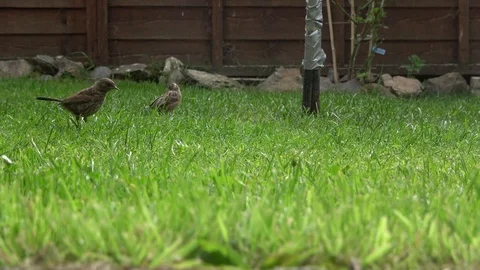 Sparrows foraging in garden Stock Footage 93449452