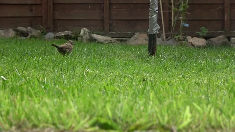 Sparrows foraging in Garden Stock-Footage 93452214