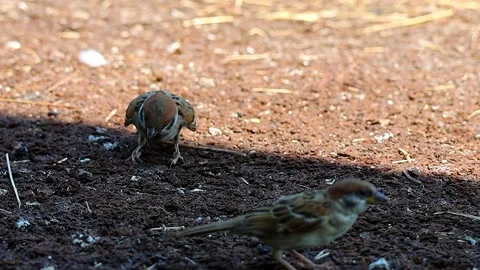 Sparrows Foraging Low on the Ground at 3 PM on a Scorching Summer Day in Japan02 Vidéo 340706090