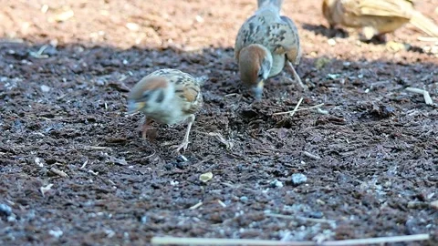 Sparrows Foraging Low on the Ground at 3 PM on a Scorching Summer Day in Japan4K Video stock 340745768