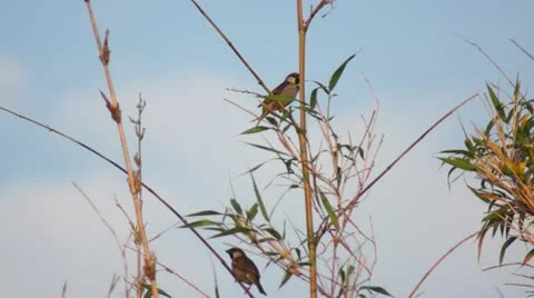 Sparrows in the garden Stock Footage 11226659