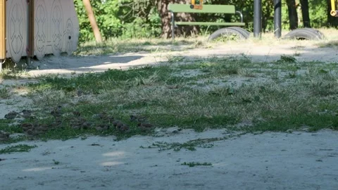 Sparrows gather around a playground in a park during a sunny afternoon Stock Footage 340828899