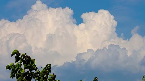 Sparrows Gathering on a Cherry Tree with Summer Cumulonimbus Clouds, 4K Stock Footage 340946903