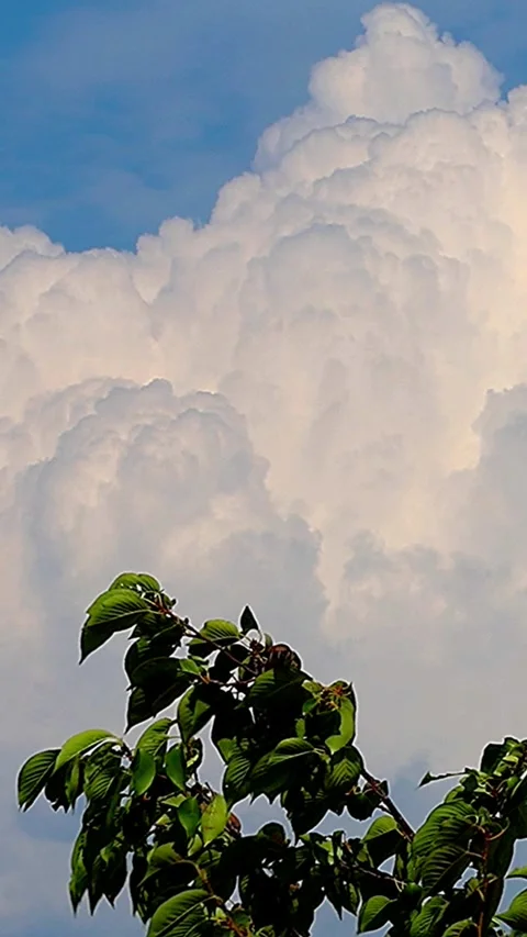 Sparrows Gathering on a Cherry Tree with Summer Cumulonimbus Clouds,Vertical Stock Footage 340946914