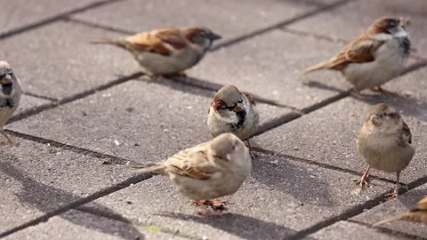 Sparrows Gathering on Sunlit Pavement in New Zealand Stockbeeldmateriaal 310153585