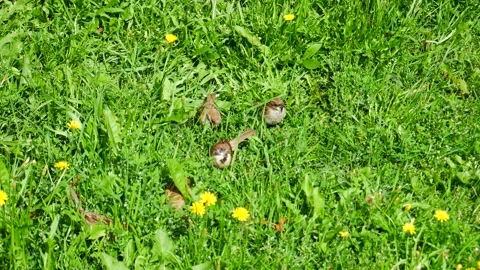 Sparrows in the grass in a clearing eat the seeds of plants. 動画素材 247328696