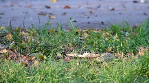 Sparrows in the grass pecking seeds Stock Footage 82565189