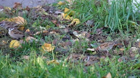 Sparrows in the grass pecking seeds 스톡 동영상 82565227