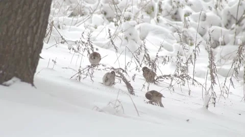 Sparrows in the grass in the snow Stock Footage 50372735