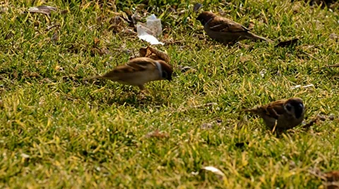 Sparrows on a green lawn Stock Footage 36186734