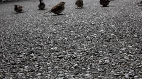 Sparrows on a ground Stock Footage 8847484