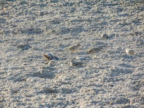 Sparrows on the ground in Romania Stockfoto's