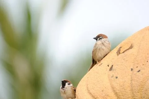 Sparrows hanging on brown rock Stock Photos