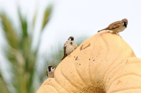 Sparrows hanging on brown rock Stock Photos