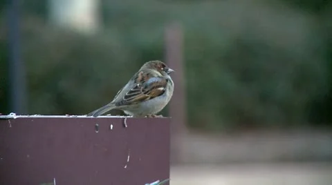 Sparrows heating during the winter Stock Footage 10821064