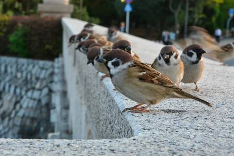 Sparrows in Hiroshima Foto stock