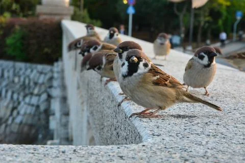 Sparrows in Hiroshima Foto stock