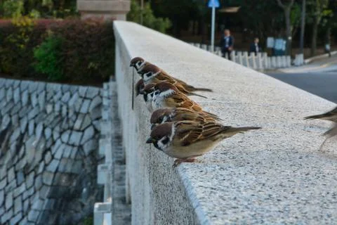 Sparrows in Hiroshima Foto stock
