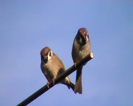 Sparrows interacting Video stock 915265