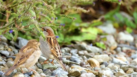 Sparrows Interacting on Lake Tekapo Shoreline 库存影片 309076812