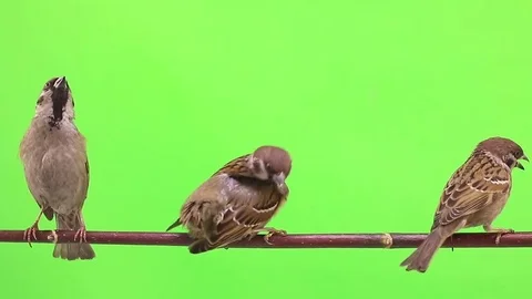 Sparrows isolated on a green  screen, studio shot Stock-Footage 80598402