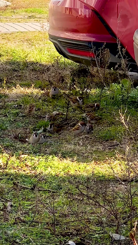 Sparrows Jumping Together on Grass and Branches Stock Footage 321348186