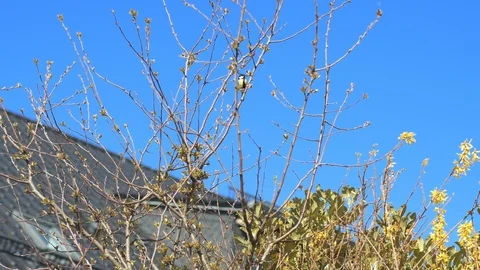 Sparrows landing and taking of between branches [4K50] Stock-Footage 126914838