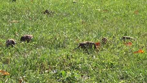 Sparrows on the lawn Stock Footage 252482808