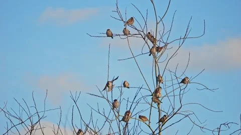 Sparrows on leafless branches in the winter sunset, their wings gently flap.. Stock Footage 300957604