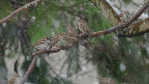 Sparrows lined up on a branch in the snow Stock Footage 181447347