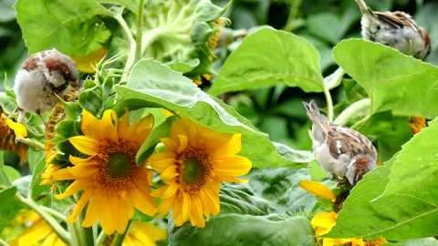 Sparrows looking for food on sunflowers Stock Footage 219920265